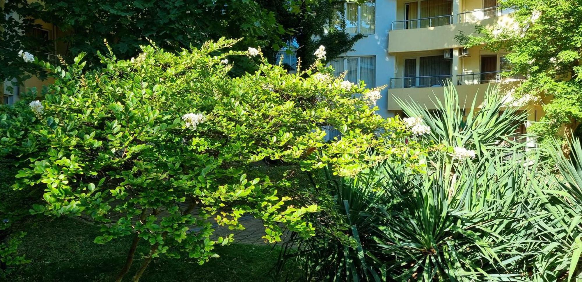 Niko Apartments Sunny Beach Exterior photo